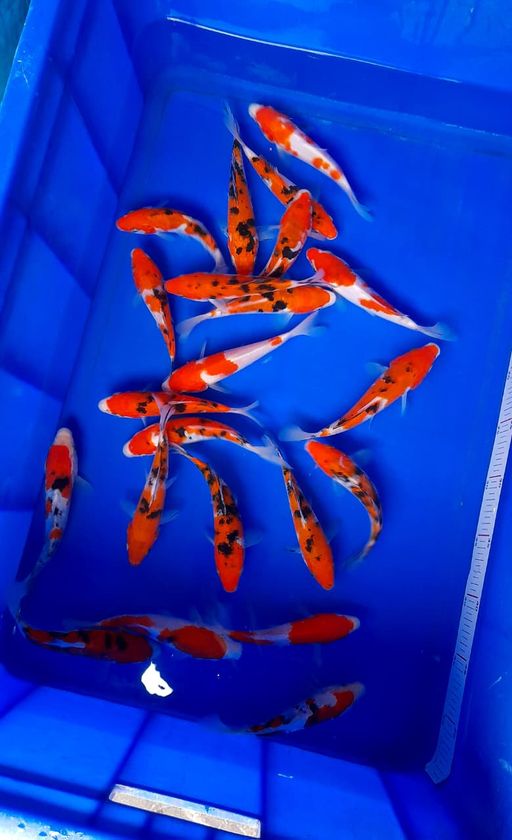 Lelang Koi Online, Jual Beli Ikan Koi, Pusat Jual Beli Koi, Info Lelang Koi Hari Ini, Platform Jual Beli Koi, Jual Beli Ikan Koi Online, Marketplace Ikan Koi, Jual Koi Terbaik, Tempat Beli Koi Berkualitas, Pasar Ikan Koi Online Terpercaya, Penjual Ikan Koi Terpercaya, Beli Koi Hias Online, Ikan Koi untuk Dijual, Koi Kualitas Terbaik, Toko Online Ikan Koi, Koi Hias Untuk Dijual, Jual Beli Ikan Koi Lokal, Koi Indonesia Online, Pusat Jual Beli Koi Terbesar