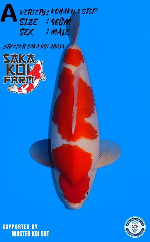 Lelang Koi Online, Jual Beli Ikan Koi, Pusat Jual Beli Koi, Info Lelang Koi Hari Ini, Platform Jual Beli Koi, Jual Beli Ikan Koi Online, Marketplace Ikan Koi, Jual Koi Terbaik, Tempat Beli Koi Berkualitas, Pasar Ikan Koi Online Terpercaya, Penjual Ikan Koi Terpercaya, Beli Koi Hias Online, Ikan Koi untuk Dijual, Koi Kualitas Terbaik, Toko Online Ikan Koi, Koi Hias Untuk Dijual, Jual Beli Ikan Koi Lokal, Koi Indonesia Online, Pusat Jual Beli Koi Terbesar