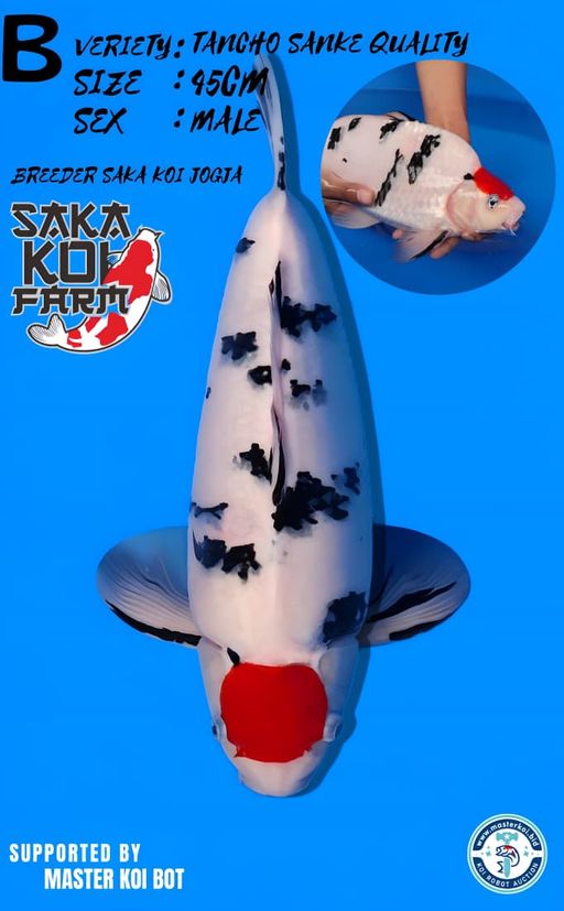 Lelang Koi Online, Jual Beli Ikan Koi, Pusat Jual Beli Koi, Info Lelang Koi Hari Ini, Platform Jual Beli Koi, Jual Beli Ikan Koi Online, Marketplace Ikan Koi, Jual Koi Terbaik, Tempat Beli Koi Berkualitas, Pasar Ikan Koi Online Terpercaya, Penjual Ikan Koi Terpercaya, Beli Koi Hias Online, Ikan Koi untuk Dijual, Koi Kualitas Terbaik, Toko Online Ikan Koi, Koi Hias Untuk Dijual, Jual Beli Ikan Koi Lokal, Koi Indonesia Online, Pusat Jual Beli Koi Terbesar