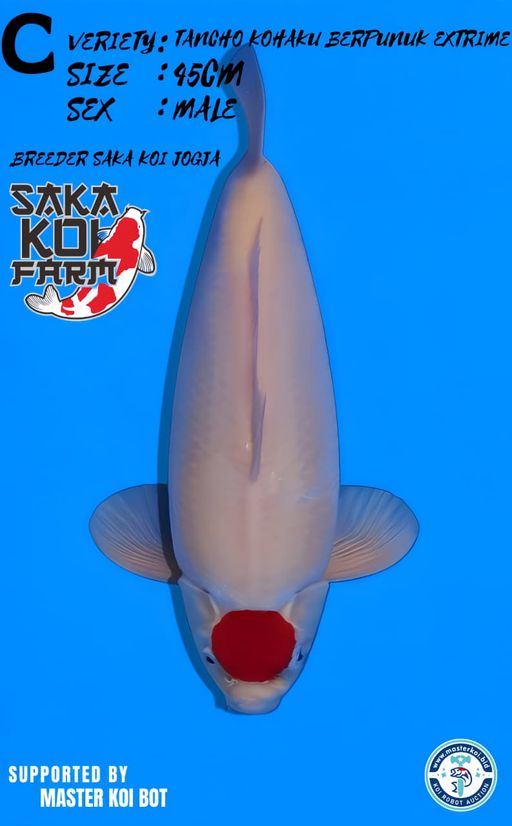 Lelang Koi Online, Jual Beli Ikan Koi, Pusat Jual Beli Koi, Info Lelang Koi Hari Ini, Platform Jual Beli Koi, Jual Beli Ikan Koi Online, Marketplace Ikan Koi, Jual Koi Terbaik, Tempat Beli Koi Berkualitas, Pasar Ikan Koi Online Terpercaya, Penjual Ikan Koi Terpercaya, Beli Koi Hias Online, Ikan Koi untuk Dijual, Koi Kualitas Terbaik, Toko Online Ikan Koi, Koi Hias Untuk Dijual, Jual Beli Ikan Koi Lokal, Koi Indonesia Online, Pusat Jual Beli Koi Terbesar