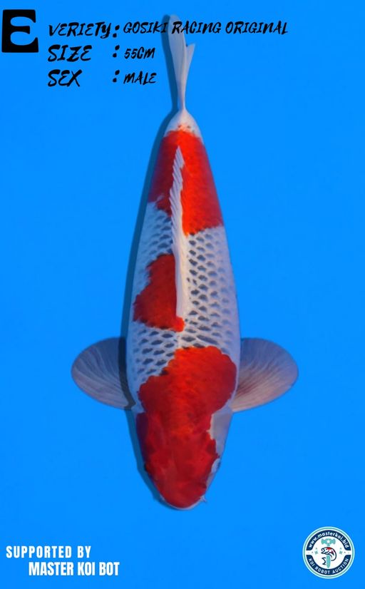 Lelang Koi Online, Jual Beli Ikan Koi, Pusat Jual Beli Koi, Info Lelang Koi Hari Ini, Platform Jual Beli Koi, Jual Beli Ikan Koi Online, Marketplace Ikan Koi, Jual Koi Terbaik, Tempat Beli Koi Berkualitas, Pasar Ikan Koi Online Terpercaya, Penjual Ikan Koi Terpercaya, Beli Koi Hias Online, Ikan Koi untuk Dijual, Koi Kualitas Terbaik, Toko Online Ikan Koi, Koi Hias Untuk Dijual, Jual Beli Ikan Koi Lokal, Koi Indonesia Online, Pusat Jual Beli Koi Terbesar