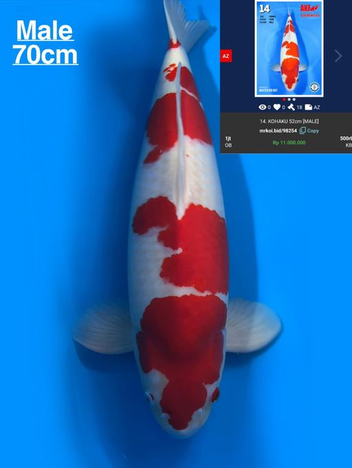 Lelang Koi Online, Jual Beli Ikan Koi, Pusat Jual Beli Koi, Info Lelang Koi Hari Ini, Platform Jual Beli Koi, Jual Beli Ikan Koi Online, Marketplace Ikan Koi, Jual Koi Terbaik, Tempat Beli Koi Berkualitas, Pasar Ikan Koi Online Terpercaya, Penjual Ikan Koi Terpercaya, Beli Koi Hias Online, Ikan Koi untuk Dijual, Koi Kualitas Terbaik, Toko Online Ikan Koi, Koi Hias Untuk Dijual, Jual Beli Ikan Koi Lokal, Koi Indonesia Online, Pusat Jual Beli Koi Terbesar