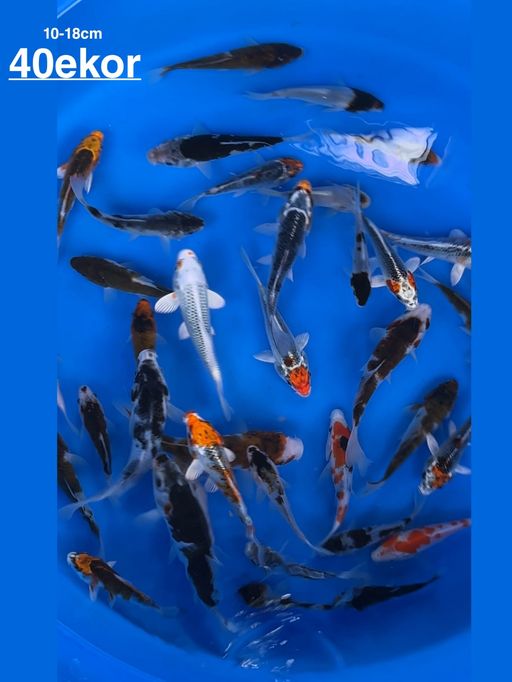 Lelang Koi Online, Jual Beli Ikan Koi, Pusat Jual Beli Koi, Info Lelang Koi Hari Ini, Platform Jual Beli Koi, Jual Beli Ikan Koi Online, Marketplace Ikan Koi, Jual Koi Terbaik, Tempat Beli Koi Berkualitas, Pasar Ikan Koi Online Terpercaya, Penjual Ikan Koi Terpercaya, Beli Koi Hias Online, Ikan Koi untuk Dijual, Koi Kualitas Terbaik, Toko Online Ikan Koi, Koi Hias Untuk Dijual, Jual Beli Ikan Koi Lokal, Koi Indonesia Online, Pusat Jual Beli Koi Terbesar