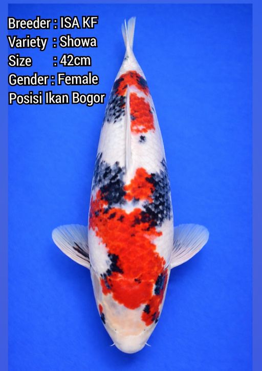Lelang Koi Online, Jual Beli Ikan Koi, Pusat Jual Beli Koi, Info Lelang Koi Hari Ini, Platform Jual Beli Koi, Jual Beli Ikan Koi Online, Marketplace Ikan Koi, Jual Koi Terbaik, Tempat Beli Koi Berkualitas, Pasar Ikan Koi Online Terpercaya, Penjual Ikan Koi Terpercaya, Beli Koi Hias Online, Ikan Koi untuk Dijual, Koi Kualitas Terbaik, Toko Online Ikan Koi, Koi Hias Untuk Dijual, Jual Beli Ikan Koi Lokal, Koi Indonesia Online, Pusat Jual Beli Koi Terbesar