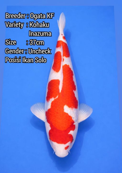 Lelang Koi Online, Jual Beli Ikan Koi, Pusat Jual Beli Koi, Info Lelang Koi Hari Ini, Platform Jual Beli Koi, Jual Beli Ikan Koi Online, Marketplace Ikan Koi, Jual Koi Terbaik, Tempat Beli Koi Berkualitas, Pasar Ikan Koi Online Terpercaya, Penjual Ikan Koi Terpercaya, Beli Koi Hias Online, Ikan Koi untuk Dijual, Koi Kualitas Terbaik, Toko Online Ikan Koi, Koi Hias Untuk Dijual, Jual Beli Ikan Koi Lokal, Koi Indonesia Online, Pusat Jual Beli Koi Terbesar