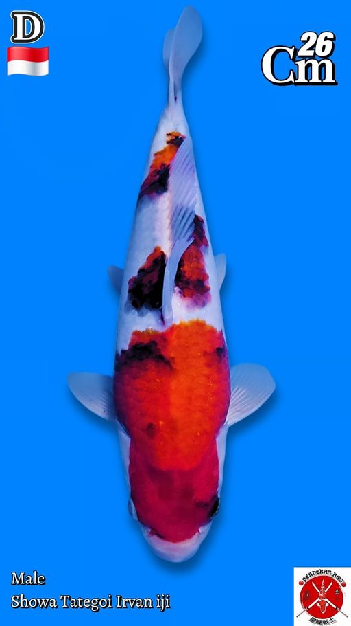 Lelang Koi Online, Jual Beli Ikan Koi, Pusat Jual Beli Koi, Info Lelang Koi Hari Ini, Platform Jual Beli Koi, Jual Beli Ikan Koi Online, Marketplace Ikan Koi, Jual Koi Terbaik, Tempat Beli Koi Berkualitas, Pasar Ikan Koi Online Terpercaya, Penjual Ikan Koi Terpercaya, Beli Koi Hias Online, Ikan Koi untuk Dijual, Koi Kualitas Terbaik, Toko Online Ikan Koi, Koi Hias Untuk Dijual, Jual Beli Ikan Koi Lokal, Koi Indonesia Online, Pusat Jual Beli Koi Terbesar