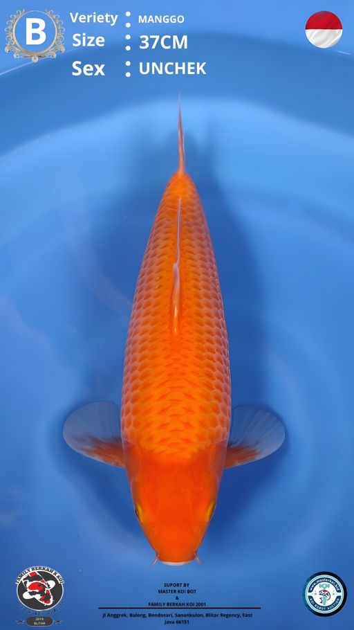 Lelang Koi Online, Jual Beli Ikan Koi, Pusat Jual Beli Koi, Info Lelang Koi Hari Ini, Platform Jual Beli Koi, Jual Beli Ikan Koi Online, Marketplace Ikan Koi, Jual Koi Terbaik, Tempat Beli Koi Berkualitas, Pasar Ikan Koi Online Terpercaya, Penjual Ikan Koi Terpercaya, Beli Koi Hias Online, Ikan Koi untuk Dijual, Koi Kualitas Terbaik, Toko Online Ikan Koi, Koi Hias Untuk Dijual, Jual Beli Ikan Koi Lokal, Koi Indonesia Online, Pusat Jual Beli Koi Terbesar