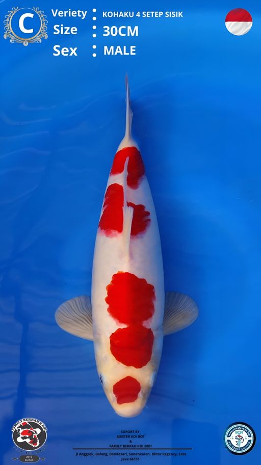 Lelang Koi Online, Jual Beli Ikan Koi, Pusat Jual Beli Koi, Info Lelang Koi Hari Ini, Platform Jual Beli Koi, Jual Beli Ikan Koi Online, Marketplace Ikan Koi, Jual Koi Terbaik, Tempat Beli Koi Berkualitas, Pasar Ikan Koi Online Terpercaya, Penjual Ikan Koi Terpercaya, Beli Koi Hias Online, Ikan Koi untuk Dijual, Koi Kualitas Terbaik, Toko Online Ikan Koi, Koi Hias Untuk Dijual, Jual Beli Ikan Koi Lokal, Koi Indonesia Online, Pusat Jual Beli Koi Terbesar
