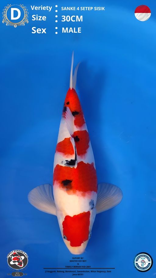 Lelang Koi Online, Jual Beli Ikan Koi, Pusat Jual Beli Koi, Info Lelang Koi Hari Ini, Platform Jual Beli Koi, Jual Beli Ikan Koi Online, Marketplace Ikan Koi, Jual Koi Terbaik, Tempat Beli Koi Berkualitas, Pasar Ikan Koi Online Terpercaya, Penjual Ikan Koi Terpercaya, Beli Koi Hias Online, Ikan Koi untuk Dijual, Koi Kualitas Terbaik, Toko Online Ikan Koi, Koi Hias Untuk Dijual, Jual Beli Ikan Koi Lokal, Koi Indonesia Online, Pusat Jual Beli Koi Terbesar