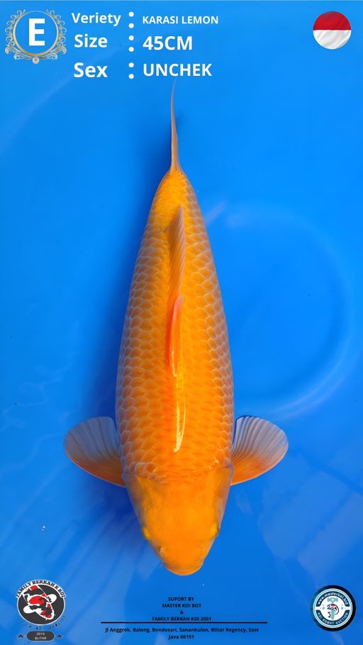 Lelang Koi Online, Jual Beli Ikan Koi, Pusat Jual Beli Koi, Info Lelang Koi Hari Ini, Platform Jual Beli Koi, Jual Beli Ikan Koi Online, Marketplace Ikan Koi, Jual Koi Terbaik, Tempat Beli Koi Berkualitas, Pasar Ikan Koi Online Terpercaya, Penjual Ikan Koi Terpercaya, Beli Koi Hias Online, Ikan Koi untuk Dijual, Koi Kualitas Terbaik, Toko Online Ikan Koi, Koi Hias Untuk Dijual, Jual Beli Ikan Koi Lokal, Koi Indonesia Online, Pusat Jual Beli Koi Terbesar