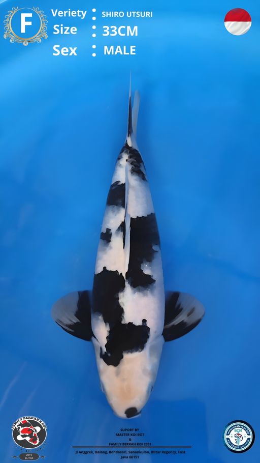 Lelang Koi Online, Jual Beli Ikan Koi, Pusat Jual Beli Koi, Info Lelang Koi Hari Ini, Platform Jual Beli Koi, Jual Beli Ikan Koi Online, Marketplace Ikan Koi, Jual Koi Terbaik, Tempat Beli Koi Berkualitas, Pasar Ikan Koi Online Terpercaya, Penjual Ikan Koi Terpercaya, Beli Koi Hias Online, Ikan Koi untuk Dijual, Koi Kualitas Terbaik, Toko Online Ikan Koi, Koi Hias Untuk Dijual, Jual Beli Ikan Koi Lokal, Koi Indonesia Online, Pusat Jual Beli Koi Terbesar