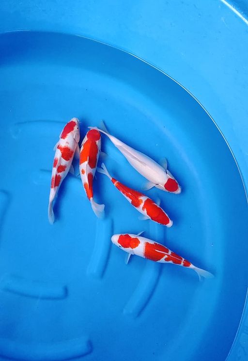 Lelang Koi Online, Jual Beli Ikan Koi, Pusat Jual Beli Koi, Info Lelang Koi Hari Ini, Platform Jual Beli Koi, Jual Beli Ikan Koi Online, Marketplace Ikan Koi, Jual Koi Terbaik, Tempat Beli Koi Berkualitas, Pasar Ikan Koi Online Terpercaya, Penjual Ikan Koi Terpercaya, Beli Koi Hias Online, Ikan Koi untuk Dijual, Koi Kualitas Terbaik, Toko Online Ikan Koi, Koi Hias Untuk Dijual, Jual Beli Ikan Koi Lokal, Koi Indonesia Online, Pusat Jual Beli Koi Terbesar