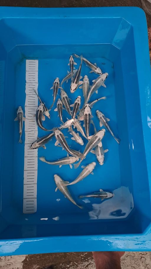 Lelang Koi Online, Jual Beli Ikan Koi, Pusat Jual Beli Koi, Info Lelang Koi Hari Ini, Platform Jual Beli Koi, Jual Beli Ikan Koi Online, Marketplace Ikan Koi, Jual Koi Terbaik, Tempat Beli Koi Berkualitas, Pasar Ikan Koi Online Terpercaya, Penjual Ikan Koi Terpercaya, Beli Koi Hias Online, Ikan Koi untuk Dijual, Koi Kualitas Terbaik, Toko Online Ikan Koi, Koi Hias Untuk Dijual, Jual Beli Ikan Koi Lokal, Koi Indonesia Online, Pusat Jual Beli Koi Terbesar