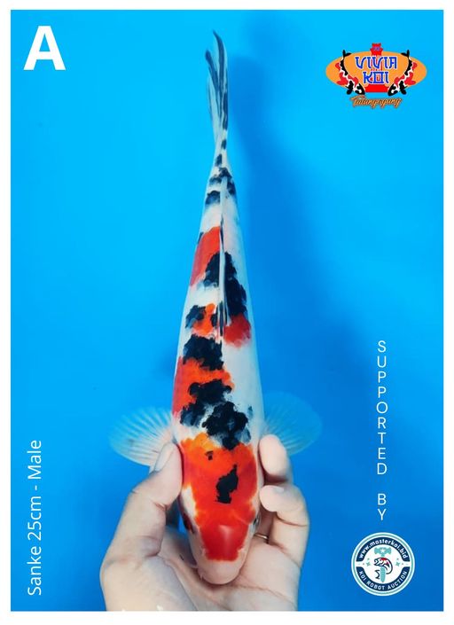 Lelang Koi Online, Jual Beli Ikan Koi, Pusat Jual Beli Koi, Info Lelang Koi Hari Ini, Platform Jual Beli Koi, Jual Beli Ikan Koi Online, Marketplace Ikan Koi, Jual Koi Terbaik, Tempat Beli Koi Berkualitas, Pasar Ikan Koi Online Terpercaya, Penjual Ikan Koi Terpercaya, Beli Koi Hias Online, Ikan Koi untuk Dijual, Koi Kualitas Terbaik, Toko Online Ikan Koi, Koi Hias Untuk Dijual, Jual Beli Ikan Koi Lokal, Koi Indonesia Online, Pusat Jual Beli Koi Terbesar