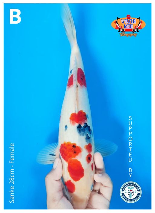 Lelang Koi Online, Jual Beli Ikan Koi, Pusat Jual Beli Koi, Info Lelang Koi Hari Ini, Platform Jual Beli Koi, Jual Beli Ikan Koi Online, Marketplace Ikan Koi, Jual Koi Terbaik, Tempat Beli Koi Berkualitas, Pasar Ikan Koi Online Terpercaya, Penjual Ikan Koi Terpercaya, Beli Koi Hias Online, Ikan Koi untuk Dijual, Koi Kualitas Terbaik, Toko Online Ikan Koi, Koi Hias Untuk Dijual, Jual Beli Ikan Koi Lokal, Koi Indonesia Online, Pusat Jual Beli Koi Terbesar