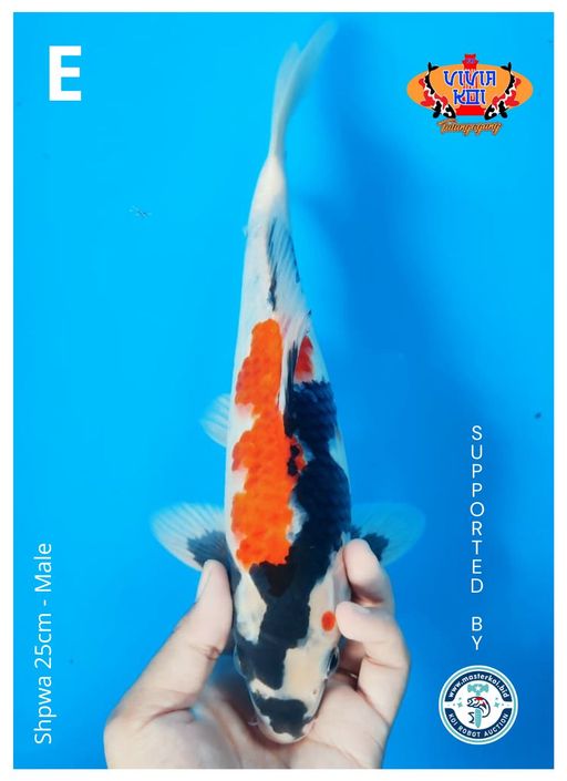 Lelang Koi Online, Jual Beli Ikan Koi, Pusat Jual Beli Koi, Info Lelang Koi Hari Ini, Platform Jual Beli Koi, Jual Beli Ikan Koi Online, Marketplace Ikan Koi, Jual Koi Terbaik, Tempat Beli Koi Berkualitas, Pasar Ikan Koi Online Terpercaya, Penjual Ikan Koi Terpercaya, Beli Koi Hias Online, Ikan Koi untuk Dijual, Koi Kualitas Terbaik, Toko Online Ikan Koi, Koi Hias Untuk Dijual, Jual Beli Ikan Koi Lokal, Koi Indonesia Online, Pusat Jual Beli Koi Terbesar