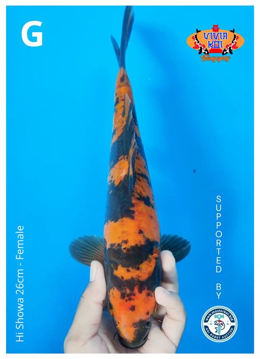 Lelang Koi Online, Jual Beli Ikan Koi, Pusat Jual Beli Koi, Info Lelang Koi Hari Ini, Platform Jual Beli Koi, Jual Beli Ikan Koi Online, Marketplace Ikan Koi, Jual Koi Terbaik, Tempat Beli Koi Berkualitas, Pasar Ikan Koi Online Terpercaya, Penjual Ikan Koi Terpercaya, Beli Koi Hias Online, Ikan Koi untuk Dijual, Koi Kualitas Terbaik, Toko Online Ikan Koi, Koi Hias Untuk Dijual, Jual Beli Ikan Koi Lokal, Koi Indonesia Online, Pusat Jual Beli Koi Terbesar