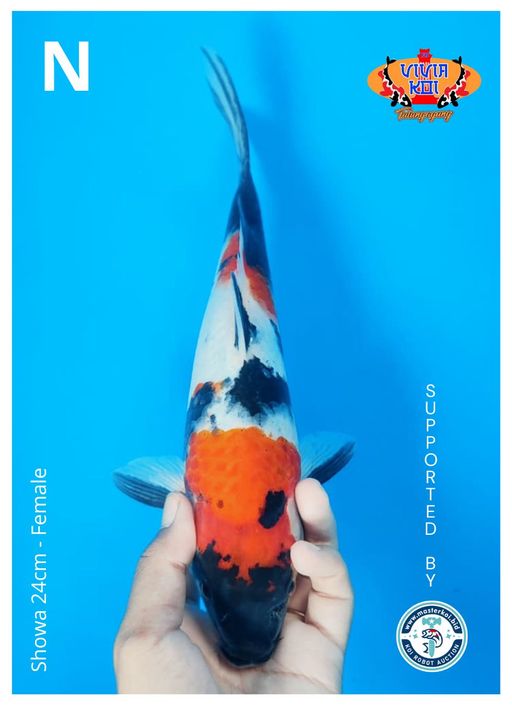 Lelang Koi Online, Jual Beli Ikan Koi, Pusat Jual Beli Koi, Info Lelang Koi Hari Ini, Platform Jual Beli Koi, Jual Beli Ikan Koi Online, Marketplace Ikan Koi, Jual Koi Terbaik, Tempat Beli Koi Berkualitas, Pasar Ikan Koi Online Terpercaya, Penjual Ikan Koi Terpercaya, Beli Koi Hias Online, Ikan Koi untuk Dijual, Koi Kualitas Terbaik, Toko Online Ikan Koi, Koi Hias Untuk Dijual, Jual Beli Ikan Koi Lokal, Koi Indonesia Online, Pusat Jual Beli Koi Terbesar