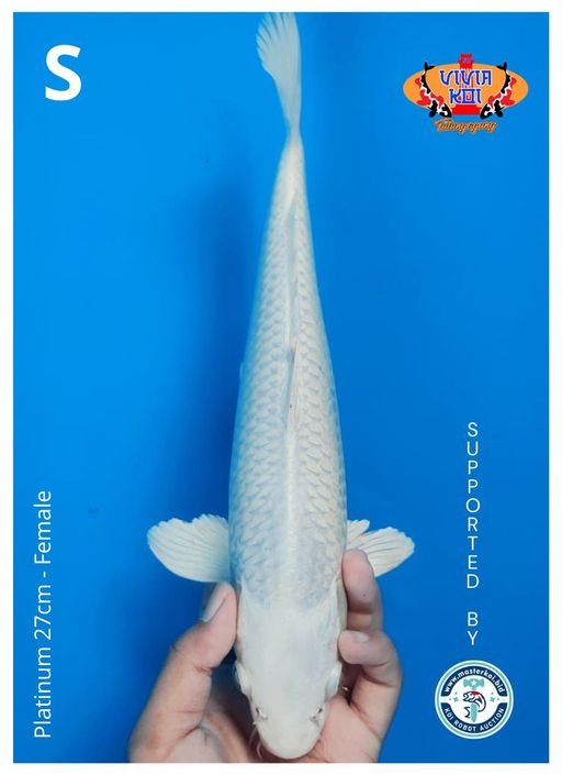 Lelang Koi Online, Jual Beli Ikan Koi, Pusat Jual Beli Koi, Info Lelang Koi Hari Ini, Platform Jual Beli Koi, Jual Beli Ikan Koi Online, Marketplace Ikan Koi, Jual Koi Terbaik, Tempat Beli Koi Berkualitas, Pasar Ikan Koi Online Terpercaya, Penjual Ikan Koi Terpercaya, Beli Koi Hias Online, Ikan Koi untuk Dijual, Koi Kualitas Terbaik, Toko Online Ikan Koi, Koi Hias Untuk Dijual, Jual Beli Ikan Koi Lokal, Koi Indonesia Online, Pusat Jual Beli Koi Terbesar