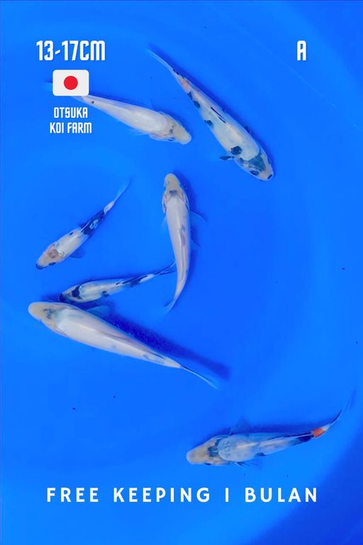 Lelang Koi Online, Jual Beli Ikan Koi, Pusat Jual Beli Koi, Info Lelang Koi Hari Ini, Platform Jual Beli Koi, Jual Beli Ikan Koi Online, Marketplace Ikan Koi, Jual Koi Terbaik, Tempat Beli Koi Berkualitas, Pasar Ikan Koi Online Terpercaya, Penjual Ikan Koi Terpercaya, Beli Koi Hias Online, Ikan Koi untuk Dijual, Koi Kualitas Terbaik, Toko Online Ikan Koi, Koi Hias Untuk Dijual, Jual Beli Ikan Koi Lokal, Koi Indonesia Online, Pusat Jual Beli Koi Terbesar