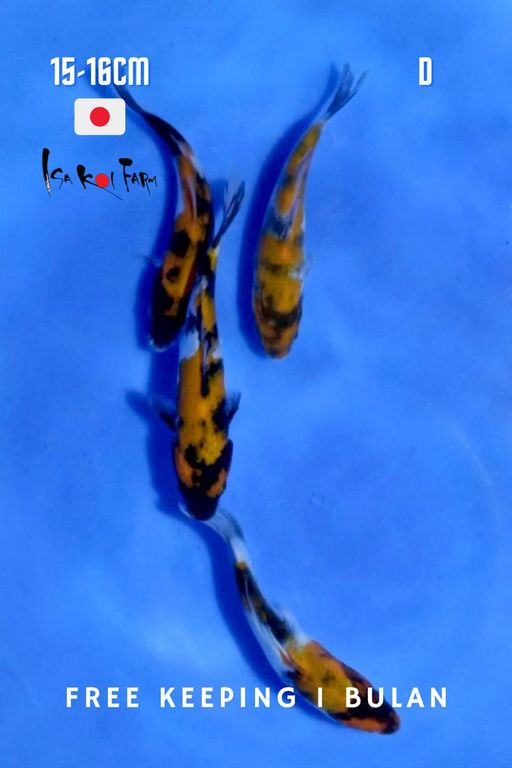Lelang Koi Online, Jual Beli Ikan Koi, Pusat Jual Beli Koi, Info Lelang Koi Hari Ini, Platform Jual Beli Koi, Jual Beli Ikan Koi Online, Marketplace Ikan Koi, Jual Koi Terbaik, Tempat Beli Koi Berkualitas, Pasar Ikan Koi Online Terpercaya, Penjual Ikan Koi Terpercaya, Beli Koi Hias Online, Ikan Koi untuk Dijual, Koi Kualitas Terbaik, Toko Online Ikan Koi, Koi Hias Untuk Dijual, Jual Beli Ikan Koi Lokal, Koi Indonesia Online, Pusat Jual Beli Koi Terbesar