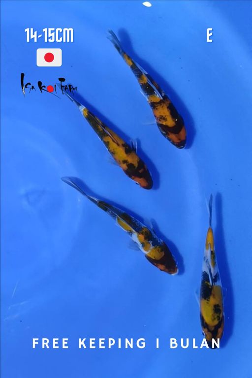 Lelang Koi Online, Jual Beli Ikan Koi, Pusat Jual Beli Koi, Info Lelang Koi Hari Ini, Platform Jual Beli Koi, Jual Beli Ikan Koi Online, Marketplace Ikan Koi, Jual Koi Terbaik, Tempat Beli Koi Berkualitas, Pasar Ikan Koi Online Terpercaya, Penjual Ikan Koi Terpercaya, Beli Koi Hias Online, Ikan Koi untuk Dijual, Koi Kualitas Terbaik, Toko Online Ikan Koi, Koi Hias Untuk Dijual, Jual Beli Ikan Koi Lokal, Koi Indonesia Online, Pusat Jual Beli Koi Terbesar