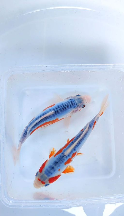 Lelang Koi Online, Jual Beli Ikan Koi, Pusat Jual Beli Koi, Info Lelang Koi Hari Ini, Platform Jual Beli Koi, Jual Beli Ikan Koi Online, Marketplace Ikan Koi, Jual Koi Terbaik, Tempat Beli Koi Berkualitas, Pasar Ikan Koi Online Terpercaya, Penjual Ikan Koi Terpercaya, Beli Koi Hias Online, Ikan Koi untuk Dijual, Koi Kualitas Terbaik, Toko Online Ikan Koi, Koi Hias Untuk Dijual, Jual Beli Ikan Koi Lokal, Koi Indonesia Online, Pusat Jual Beli Koi Terbesar