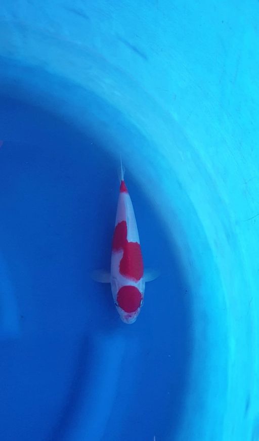 Lelang Koi Online, Jual Beli Ikan Koi, Pusat Jual Beli Koi, Info Lelang Koi Hari Ini, Platform Jual Beli Koi, Jual Beli Ikan Koi Online, Marketplace Ikan Koi, Jual Koi Terbaik, Tempat Beli Koi Berkualitas, Pasar Ikan Koi Online Terpercaya, Penjual Ikan Koi Terpercaya, Beli Koi Hias Online, Ikan Koi untuk Dijual, Koi Kualitas Terbaik, Toko Online Ikan Koi, Koi Hias Untuk Dijual, Jual Beli Ikan Koi Lokal, Koi Indonesia Online, Pusat Jual Beli Koi Terbesar