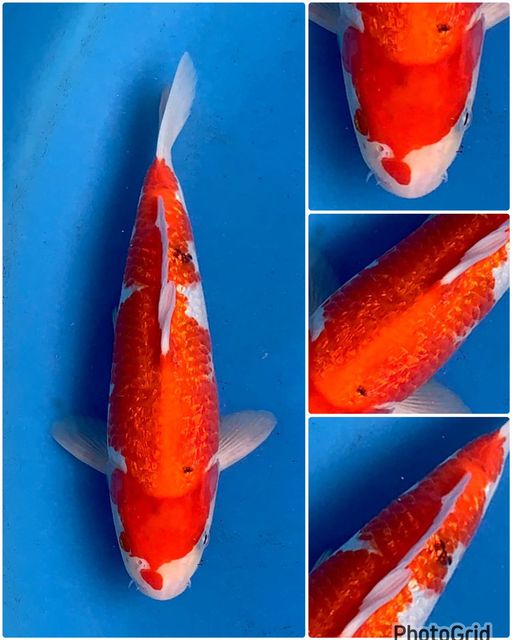 Lelang Koi Online, Jual Beli Ikan Koi, Pusat Jual Beli Koi, Info Lelang Koi Hari Ini, Platform Jual Beli Koi, Jual Beli Ikan Koi Online, Marketplace Ikan Koi, Jual Koi Terbaik, Tempat Beli Koi Berkualitas, Pasar Ikan Koi Online Terpercaya, Penjual Ikan Koi Terpercaya, Beli Koi Hias Online, Ikan Koi untuk Dijual, Koi Kualitas Terbaik, Toko Online Ikan Koi, Koi Hias Untuk Dijual, Jual Beli Ikan Koi Lokal, Koi Indonesia Online, Pusat Jual Beli Koi Terbesar