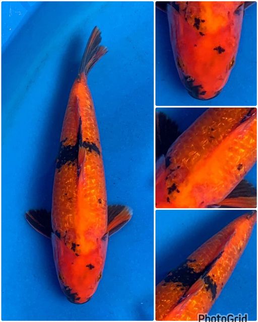 Lelang Koi Online, Jual Beli Ikan Koi, Pusat Jual Beli Koi, Info Lelang Koi Hari Ini, Platform Jual Beli Koi, Jual Beli Ikan Koi Online, Marketplace Ikan Koi, Jual Koi Terbaik, Tempat Beli Koi Berkualitas, Pasar Ikan Koi Online Terpercaya, Penjual Ikan Koi Terpercaya, Beli Koi Hias Online, Ikan Koi untuk Dijual, Koi Kualitas Terbaik, Toko Online Ikan Koi, Koi Hias Untuk Dijual, Jual Beli Ikan Koi Lokal, Koi Indonesia Online, Pusat Jual Beli Koi Terbesar