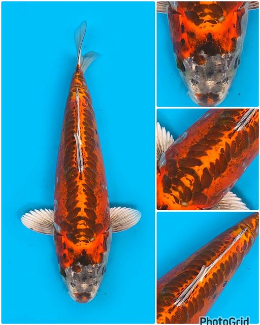 Lelang Koi Online, Jual Beli Ikan Koi, Pusat Jual Beli Koi, Info Lelang Koi Hari Ini, Platform Jual Beli Koi, Jual Beli Ikan Koi Online, Marketplace Ikan Koi, Jual Koi Terbaik, Tempat Beli Koi Berkualitas, Pasar Ikan Koi Online Terpercaya, Penjual Ikan Koi Terpercaya, Beli Koi Hias Online, Ikan Koi untuk Dijual, Koi Kualitas Terbaik, Toko Online Ikan Koi, Koi Hias Untuk Dijual, Jual Beli Ikan Koi Lokal, Koi Indonesia Online, Pusat Jual Beli Koi Terbesar