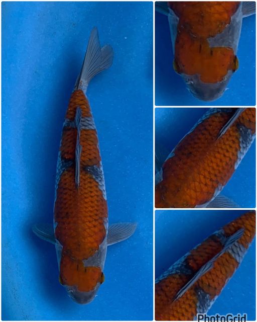 Lelang Koi Online, Jual Beli Ikan Koi, Pusat Jual Beli Koi, Info Lelang Koi Hari Ini, Platform Jual Beli Koi, Jual Beli Ikan Koi Online, Marketplace Ikan Koi, Jual Koi Terbaik, Tempat Beli Koi Berkualitas, Pasar Ikan Koi Online Terpercaya, Penjual Ikan Koi Terpercaya, Beli Koi Hias Online, Ikan Koi untuk Dijual, Koi Kualitas Terbaik, Toko Online Ikan Koi, Koi Hias Untuk Dijual, Jual Beli Ikan Koi Lokal, Koi Indonesia Online, Pusat Jual Beli Koi Terbesar