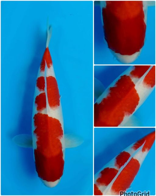 Lelang Koi Online, Jual Beli Ikan Koi, Pusat Jual Beli Koi, Info Lelang Koi Hari Ini, Platform Jual Beli Koi, Jual Beli Ikan Koi Online, Marketplace Ikan Koi, Jual Koi Terbaik, Tempat Beli Koi Berkualitas, Pasar Ikan Koi Online Terpercaya, Penjual Ikan Koi Terpercaya, Beli Koi Hias Online, Ikan Koi untuk Dijual, Koi Kualitas Terbaik, Toko Online Ikan Koi, Koi Hias Untuk Dijual, Jual Beli Ikan Koi Lokal, Koi Indonesia Online, Pusat Jual Beli Koi Terbesar