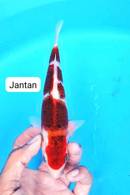 Lelang Koi Online, Jual Beli Ikan Koi, Pusat Jual Beli Koi, Info Lelang Koi Hari Ini, Platform Jual Beli Koi, Jual Beli Ikan Koi Online, Marketplace Ikan Koi, Jual Koi Terbaik, Tempat Beli Koi Berkualitas, Pasar Ikan Koi Online Terpercaya, Penjual Ikan Koi Terpercaya, Beli Koi Hias Online, Ikan Koi untuk Dijual, Koi Kualitas Terbaik, Toko Online Ikan Koi, Koi Hias Untuk Dijual, Jual Beli Ikan Koi Lokal, Koi Indonesia Online, Pusat Jual Beli Koi Terbesar