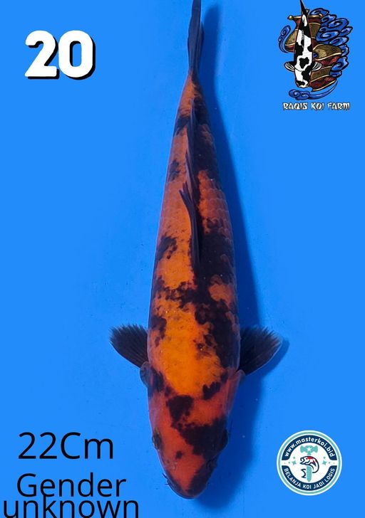 Lelang Koi Online, Jual Beli Ikan Koi, Pusat Jual Beli Koi, Info Lelang Koi Hari Ini, Platform Jual Beli Koi, Jual Beli Ikan Koi Online, Marketplace Ikan Koi, Jual Koi Terbaik, Tempat Beli Koi Berkualitas, Pasar Ikan Koi Online Terpercaya, Penjual Ikan Koi Terpercaya, Beli Koi Hias Online, Ikan Koi untuk Dijual, Koi Kualitas Terbaik, Toko Online Ikan Koi, Koi Hias Untuk Dijual, Jual Beli Ikan Koi Lokal, Koi Indonesia Online, Pusat Jual Beli Koi Terbesar