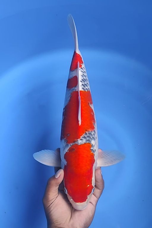 Lelang Koi Online, Jual Beli Ikan Koi, Pusat Jual Beli Koi, Info Lelang Koi Hari Ini, Platform Jual Beli Koi, Jual Beli Ikan Koi Online, Marketplace Ikan Koi, Jual Koi Terbaik, Tempat Beli Koi Berkualitas, Pasar Ikan Koi Online Terpercaya, Penjual Ikan Koi Terpercaya, Beli Koi Hias Online, Ikan Koi untuk Dijual, Koi Kualitas Terbaik, Toko Online Ikan Koi, Koi Hias Untuk Dijual, Jual Beli Ikan Koi Lokal, Koi Indonesia Online, Pusat Jual Beli Koi Terbesar