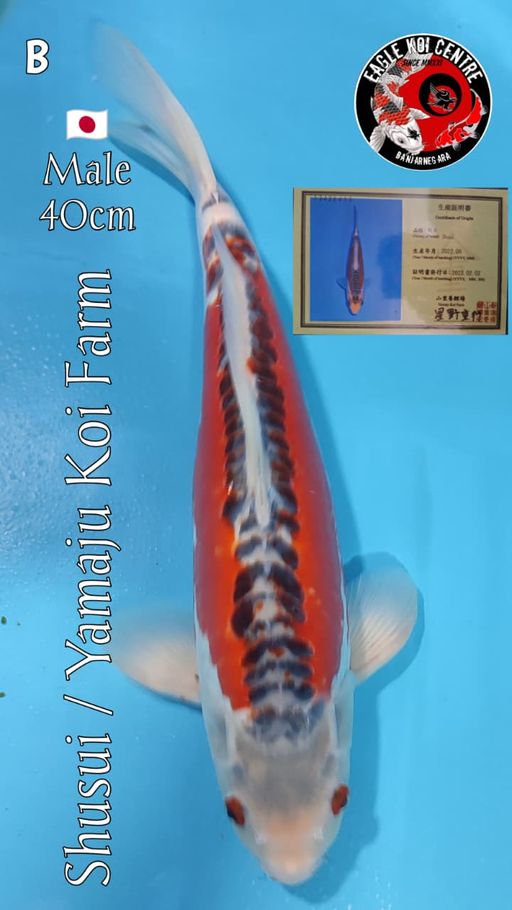 Lelang Koi Online, Jual Beli Ikan Koi, Pusat Jual Beli Koi, Info Lelang Koi Hari Ini, Platform Jual Beli Koi, Jual Beli Ikan Koi Online, Marketplace Ikan Koi, Jual Koi Terbaik, Tempat Beli Koi Berkualitas, Pasar Ikan Koi Online Terpercaya, Penjual Ikan Koi Terpercaya, Beli Koi Hias Online, Ikan Koi untuk Dijual, Koi Kualitas Terbaik, Toko Online Ikan Koi, Koi Hias Untuk Dijual, Jual Beli Ikan Koi Lokal, Koi Indonesia Online, Pusat Jual Beli Koi Terbesar