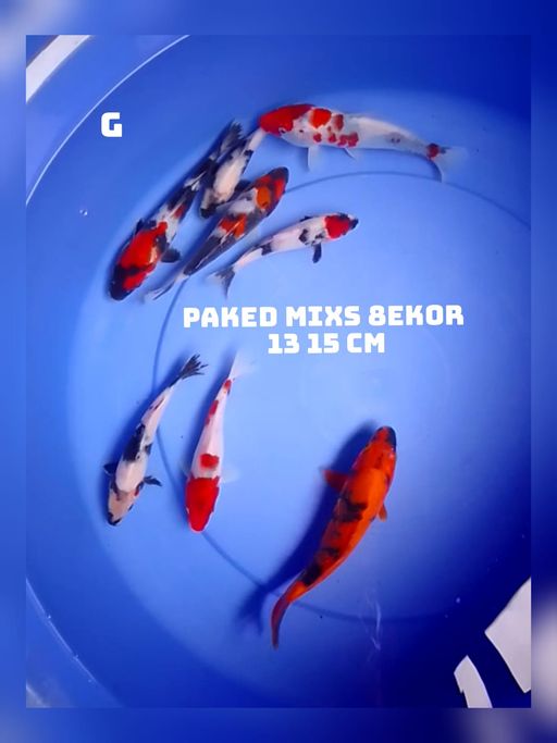 Lelang Koi Online, Jual Beli Ikan Koi, Pusat Jual Beli Koi, Info Lelang Koi Hari Ini, Platform Jual Beli Koi, Jual Beli Ikan Koi Online, Marketplace Ikan Koi, Jual Koi Terbaik, Tempat Beli Koi Berkualitas, Pasar Ikan Koi Online Terpercaya, Penjual Ikan Koi Terpercaya, Beli Koi Hias Online, Ikan Koi untuk Dijual, Koi Kualitas Terbaik, Toko Online Ikan Koi, Koi Hias Untuk Dijual, Jual Beli Ikan Koi Lokal, Koi Indonesia Online, Pusat Jual Beli Koi Terbesar