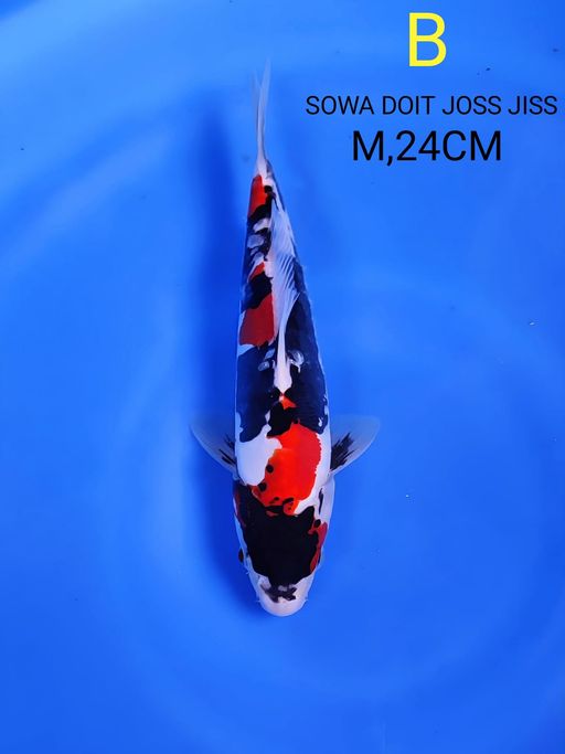 Lelang Koi Online, Jual Beli Ikan Koi, Pusat Jual Beli Koi, Info Lelang Koi Hari Ini, Platform Jual Beli Koi, Jual Beli Ikan Koi Online, Marketplace Ikan Koi, Jual Koi Terbaik, Tempat Beli Koi Berkualitas, Pasar Ikan Koi Online Terpercaya, Penjual Ikan Koi Terpercaya, Beli Koi Hias Online, Ikan Koi untuk Dijual, Koi Kualitas Terbaik, Toko Online Ikan Koi, Koi Hias Untuk Dijual, Jual Beli Ikan Koi Lokal, Koi Indonesia Online, Pusat Jual Beli Koi Terbesar