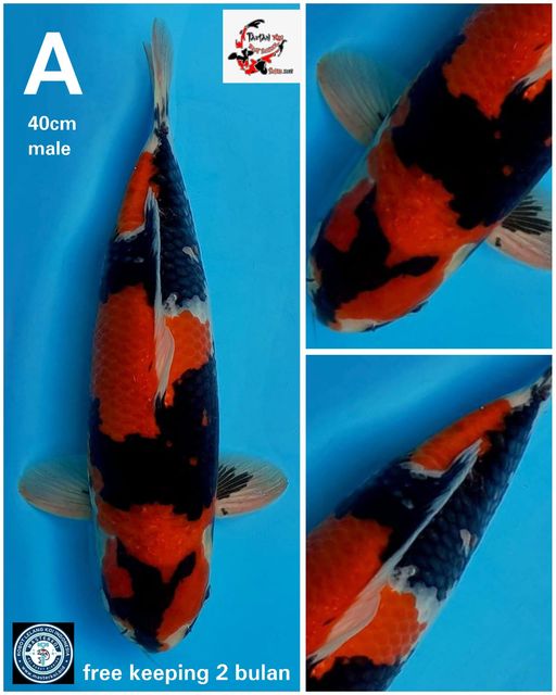 Lelang Koi Online, Jual Beli Ikan Koi, Pusat Jual Beli Koi, Info Lelang Koi Hari Ini, Platform Jual Beli Koi, Jual Beli Ikan Koi Online, Marketplace Ikan Koi, Jual Koi Terbaik, Tempat Beli Koi Berkualitas, Pasar Ikan Koi Online Terpercaya, Penjual Ikan Koi Terpercaya, Beli Koi Hias Online, Ikan Koi untuk Dijual, Koi Kualitas Terbaik, Toko Online Ikan Koi, Koi Hias Untuk Dijual, Jual Beli Ikan Koi Lokal, Koi Indonesia Online, Pusat Jual Beli Koi Terbesar