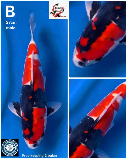 Lelang Koi Online, Jual Beli Ikan Koi, Pusat Jual Beli Koi, Info Lelang Koi Hari Ini, Platform Jual Beli Koi, Jual Beli Ikan Koi Online, Marketplace Ikan Koi, Jual Koi Terbaik, Tempat Beli Koi Berkualitas, Pasar Ikan Koi Online Terpercaya, Penjual Ikan Koi Terpercaya, Beli Koi Hias Online, Ikan Koi untuk Dijual, Koi Kualitas Terbaik, Toko Online Ikan Koi, Koi Hias Untuk Dijual, Jual Beli Ikan Koi Lokal, Koi Indonesia Online, Pusat Jual Beli Koi Terbesar