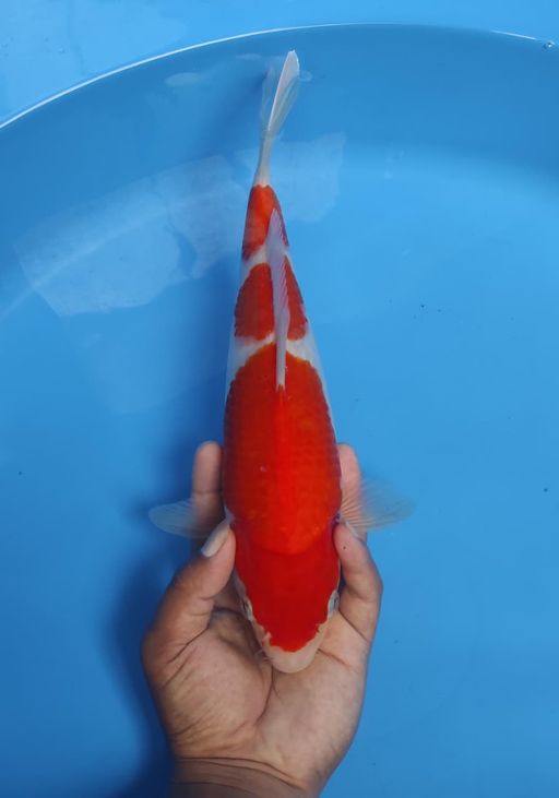 Lelang Koi Online, Jual Beli Ikan Koi, Pusat Jual Beli Koi, Info Lelang Koi Hari Ini, Platform Jual Beli Koi, Jual Beli Ikan Koi Online, Marketplace Ikan Koi, Jual Koi Terbaik, Tempat Beli Koi Berkualitas, Pasar Ikan Koi Online Terpercaya, Penjual Ikan Koi Terpercaya, Beli Koi Hias Online, Ikan Koi untuk Dijual, Koi Kualitas Terbaik, Toko Online Ikan Koi, Koi Hias Untuk Dijual, Jual Beli Ikan Koi Lokal, Koi Indonesia Online, Pusat Jual Beli Koi Terbesar