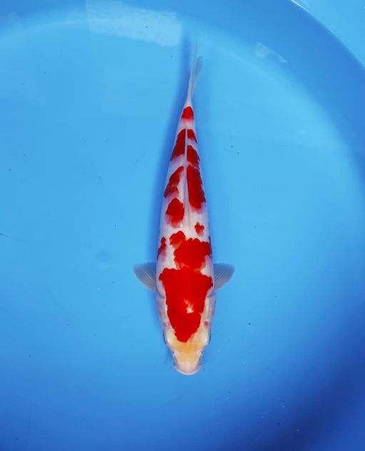 Lelang Koi Online, Jual Beli Ikan Koi, Pusat Jual Beli Koi, Info Lelang Koi Hari Ini, Platform Jual Beli Koi, Jual Beli Ikan Koi Online, Marketplace Ikan Koi, Jual Koi Terbaik, Tempat Beli Koi Berkualitas, Pasar Ikan Koi Online Terpercaya, Penjual Ikan Koi Terpercaya, Beli Koi Hias Online, Ikan Koi untuk Dijual, Koi Kualitas Terbaik, Toko Online Ikan Koi, Koi Hias Untuk Dijual, Jual Beli Ikan Koi Lokal, Koi Indonesia Online, Pusat Jual Beli Koi Terbesar