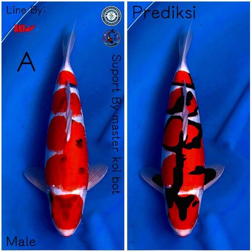 Lelang Koi Online, Jual Beli Ikan Koi, Pusat Jual Beli Koi, Info Lelang Koi Hari Ini, Platform Jual Beli Koi, Jual Beli Ikan Koi Online, Marketplace Ikan Koi, Jual Koi Terbaik, Tempat Beli Koi Berkualitas, Pasar Ikan Koi Online Terpercaya, Penjual Ikan Koi Terpercaya, Beli Koi Hias Online, Ikan Koi untuk Dijual, Koi Kualitas Terbaik, Toko Online Ikan Koi, Koi Hias Untuk Dijual, Jual Beli Ikan Koi Lokal, Koi Indonesia Online, Pusat Jual Beli Koi Terbesar