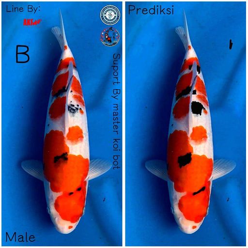 Lelang Koi Online, Jual Beli Ikan Koi, Pusat Jual Beli Koi, Info Lelang Koi Hari Ini, Platform Jual Beli Koi, Jual Beli Ikan Koi Online, Marketplace Ikan Koi, Jual Koi Terbaik, Tempat Beli Koi Berkualitas, Pasar Ikan Koi Online Terpercaya, Penjual Ikan Koi Terpercaya, Beli Koi Hias Online, Ikan Koi untuk Dijual, Koi Kualitas Terbaik, Toko Online Ikan Koi, Koi Hias Untuk Dijual, Jual Beli Ikan Koi Lokal, Koi Indonesia Online, Pusat Jual Beli Koi Terbesar