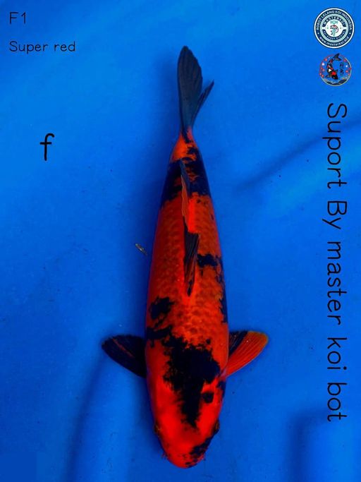 Lelang Koi Online, Jual Beli Ikan Koi, Pusat Jual Beli Koi, Info Lelang Koi Hari Ini, Platform Jual Beli Koi, Jual Beli Ikan Koi Online, Marketplace Ikan Koi, Jual Koi Terbaik, Tempat Beli Koi Berkualitas, Pasar Ikan Koi Online Terpercaya, Penjual Ikan Koi Terpercaya, Beli Koi Hias Online, Ikan Koi untuk Dijual, Koi Kualitas Terbaik, Toko Online Ikan Koi, Koi Hias Untuk Dijual, Jual Beli Ikan Koi Lokal, Koi Indonesia Online, Pusat Jual Beli Koi Terbesar