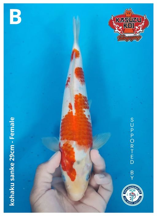 Lelang Koi Online, Jual Beli Ikan Koi, Pusat Jual Beli Koi, Info Lelang Koi Hari Ini, Platform Jual Beli Koi, Jual Beli Ikan Koi Online, Marketplace Ikan Koi, Jual Koi Terbaik, Tempat Beli Koi Berkualitas, Pasar Ikan Koi Online Terpercaya, Penjual Ikan Koi Terpercaya, Beli Koi Hias Online, Ikan Koi untuk Dijual, Koi Kualitas Terbaik, Toko Online Ikan Koi, Koi Hias Untuk Dijual, Jual Beli Ikan Koi Lokal, Koi Indonesia Online, Pusat Jual Beli Koi Terbesar
