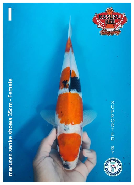 Lelang Koi Online, Jual Beli Ikan Koi, Pusat Jual Beli Koi, Info Lelang Koi Hari Ini, Platform Jual Beli Koi, Jual Beli Ikan Koi Online, Marketplace Ikan Koi, Jual Koi Terbaik, Tempat Beli Koi Berkualitas, Pasar Ikan Koi Online Terpercaya, Penjual Ikan Koi Terpercaya, Beli Koi Hias Online, Ikan Koi untuk Dijual, Koi Kualitas Terbaik, Toko Online Ikan Koi, Koi Hias Untuk Dijual, Jual Beli Ikan Koi Lokal, Koi Indonesia Online, Pusat Jual Beli Koi Terbesar