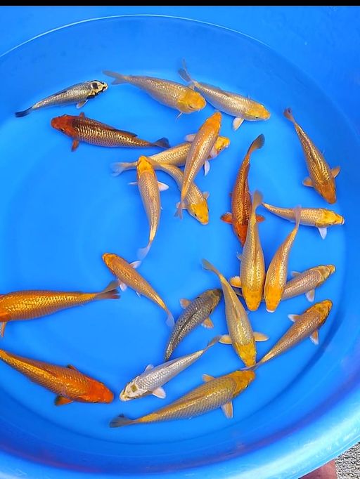 Lelang Koi Online, Jual Beli Ikan Koi, Pusat Jual Beli Koi, Info Lelang Koi Hari Ini, Platform Jual Beli Koi, Jual Beli Ikan Koi Online, Marketplace Ikan Koi, Jual Koi Terbaik, Tempat Beli Koi Berkualitas, Pasar Ikan Koi Online Terpercaya, Penjual Ikan Koi Terpercaya, Beli Koi Hias Online, Ikan Koi untuk Dijual, Koi Kualitas Terbaik, Toko Online Ikan Koi, Koi Hias Untuk Dijual, Jual Beli Ikan Koi Lokal, Koi Indonesia Online, Pusat Jual Beli Koi Terbesar
