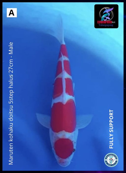 Lelang Koi Online, Jual Beli Ikan Koi, Pusat Jual Beli Koi, Info Lelang Koi Hari Ini, Platform Jual Beli Koi, Jual Beli Ikan Koi Online, Marketplace Ikan Koi, Jual Koi Terbaik, Tempat Beli Koi Berkualitas, Pasar Ikan Koi Online Terpercaya, Penjual Ikan Koi Terpercaya, Beli Koi Hias Online, Ikan Koi untuk Dijual, Koi Kualitas Terbaik, Toko Online Ikan Koi, Koi Hias Untuk Dijual, Jual Beli Ikan Koi Lokal, Koi Indonesia Online, Pusat Jual Beli Koi Terbesar